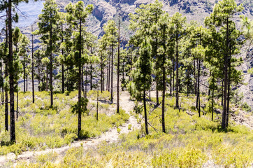 A path leading to a forest hill top in central Gran Canaria mountain region.
