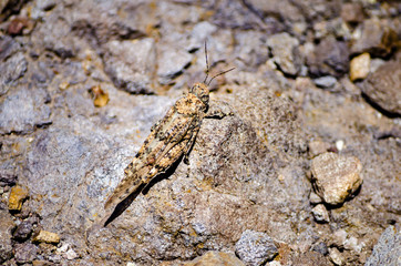 Closeup of a camouflaged cricket, sitting on a rock.