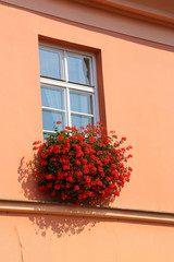 Fototapeta na wymiar red flowers on the wall