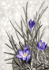 Рисунок тушь и акварель "Крокусы расцвели"