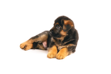 Adorable German Shepherd puppy lying down indoors on a white background