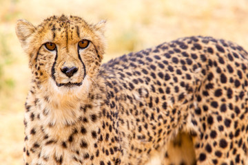 Ghepardo Botswana