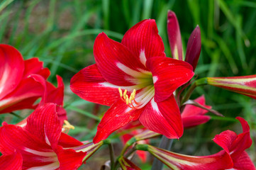 Bright red amaryllis flowers