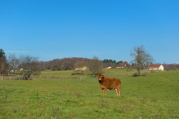 Limousin cow in landscape