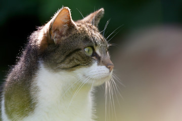 Katzenportrait