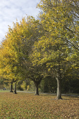 Naklejka premium Autumn Trees in Wickford Memorial Park, Essex, England