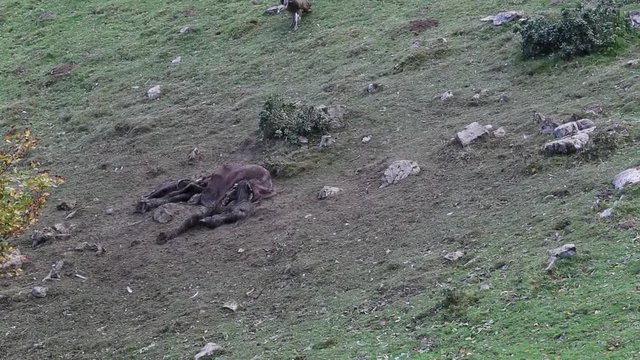 Griffon Vulture eats a horse carcass 