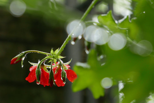 Rote Blüten mit Regentropfen