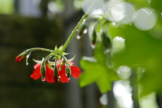 Rote Blüten mit Regentropfen