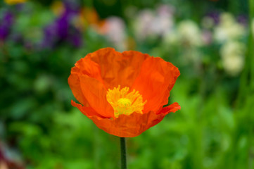 Fototapeta premium Bright orange poppy flower against green foliage on the background