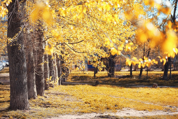 Autumn nature. Leaves and bushes with the yellow leaves in the p