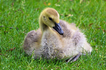 Closeup of a juvenile Canada Goose sitting in the grass