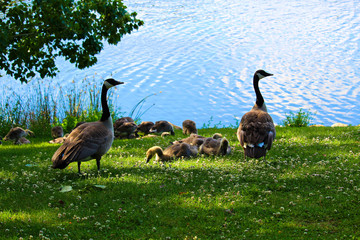 A group of juvenile Canada Geese being watched by a parent