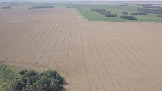 красивые рапсовые поля под синим небом / пролеты в солнечном небе над рапсовыми полями