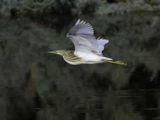 Squacco Heron in Flight