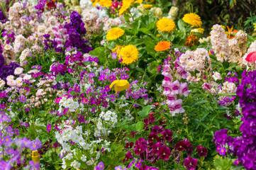 Obraz premium Bright and vivid spring flowers nature background