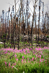 The first growth of plants after a devastating forest fire