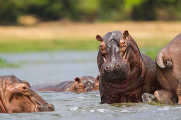 ippopotamo uganda in acqua