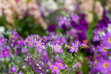 Close up of tiny purple flowers nature background