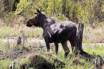 Side view of a bull moose by a swamp