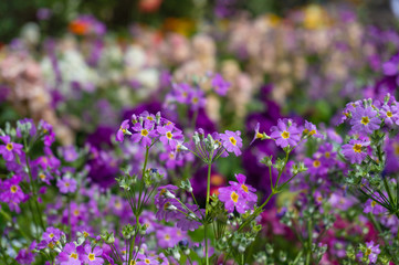 Fototapeta premium Colourful flowerbed on sunny day