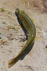 The top view of a northern pike on the shore
