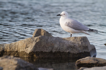 seagul 