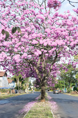 O ipê-rosa (Handroanthus impetiginosus) é uma árvore brasileira, que floresce abundantemente de Junho a Agosto, e prefere climas mais quentes.