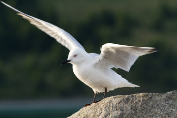 seagul 