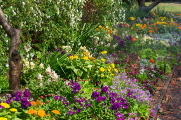 Colourful flowerbed on sunny day