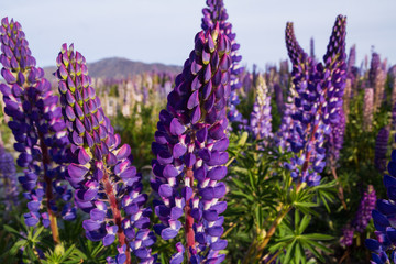 new zealand lupins in spring