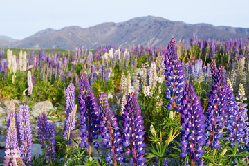 new zealand lupins in spring