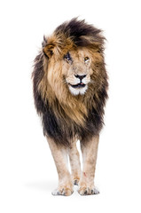 Cicatrice de lion célèbre isolée