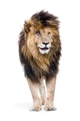 Photo sur Plexiglas Lion Cicatrice de lion célèbre isolée