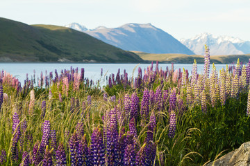 new zealand lupins in spring