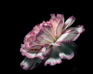 Single Carnation 0218