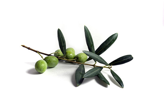 Olive Branch with olives and leaves
