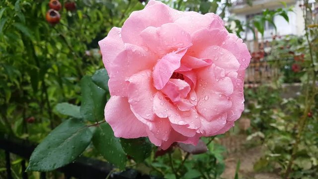 Pink rose under rain, closeup.