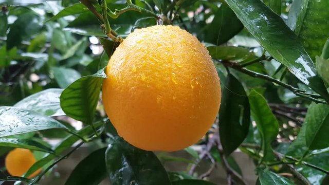 Orange tree under rain, closeup.