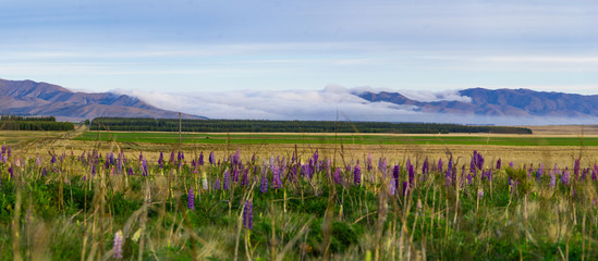 new zealand lupins in spring