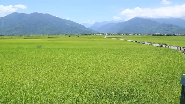 Landscape of a green field with rice stalks swaying in the wind, located in Tai Dong, southwestern Taiwan, deposite