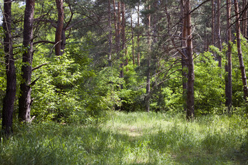 forest glade in summer