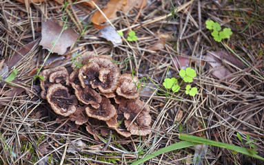 Mushroom in the forest