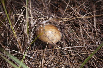 Mushroom in the forest