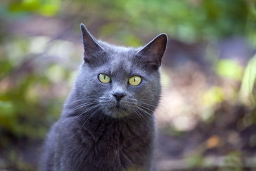 A very serious gray cat is walking