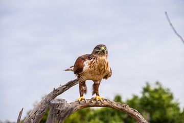 Ferruginous hawk