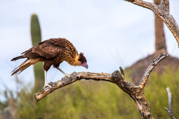 Caracara