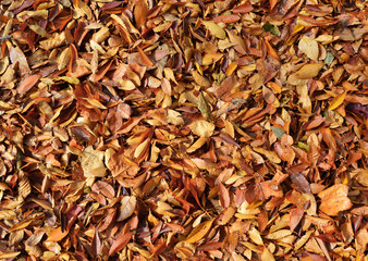 Autumn leaves background