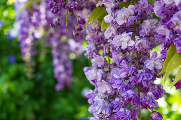 Delicate purple wysteria flowers nature background
