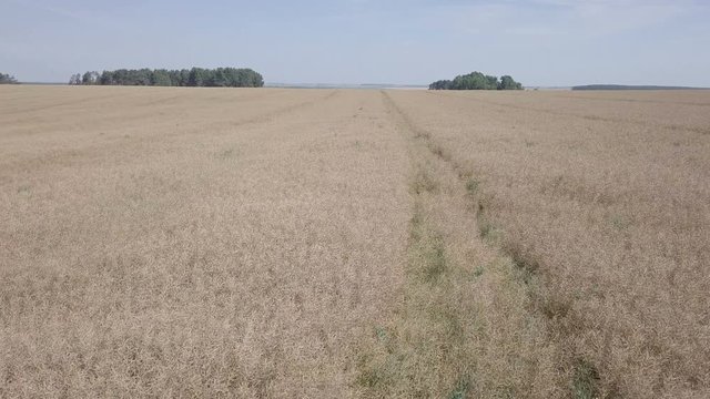 красивые рапсовые поля под синим небом / пролеты в солнечном небе над рапсовыми полями